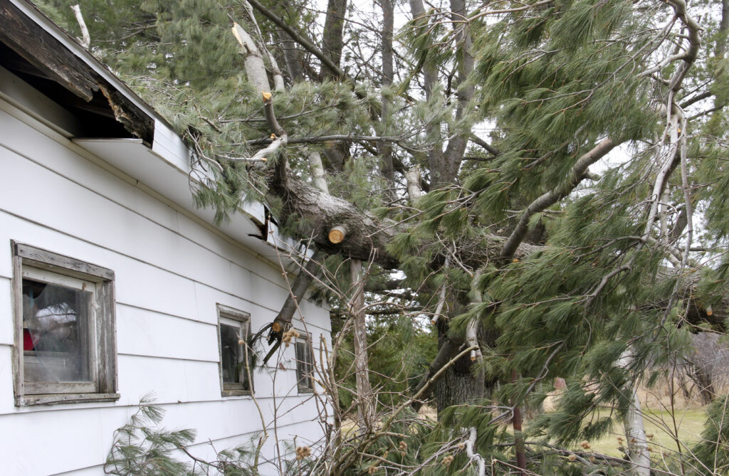 Tree that has creashed into a home Causing roof Damage